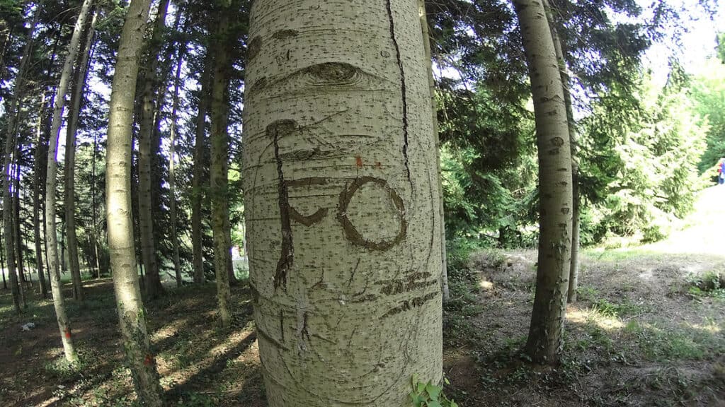Atatürk Arboretumu’nda doğaya zarar veren kazınmış izler