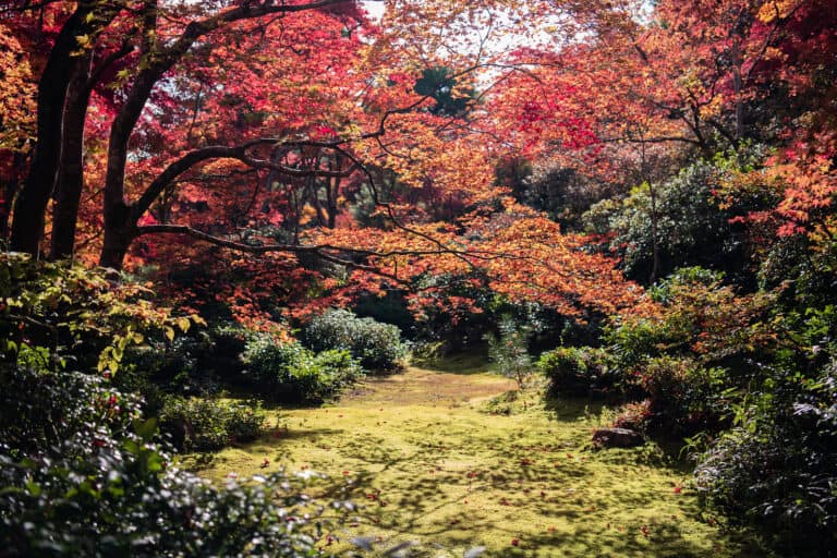 DÜNYADAKİ EN DEĞERLİ KOLEKSİYON: ARBORETUM