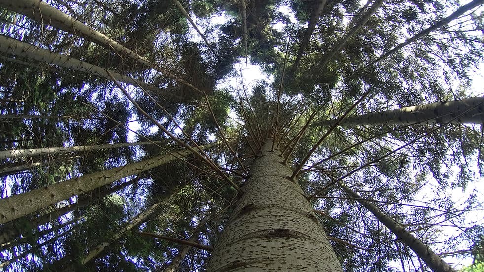 Atatürk Arboretumu’nda gövdesinden gökyüzüne uzanan çam ağaçları
