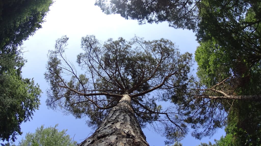 Atatürk Arboretumu’nda gökyüzüne uzanan ağaç dalları arasında süzülen ışık hüzmeleri